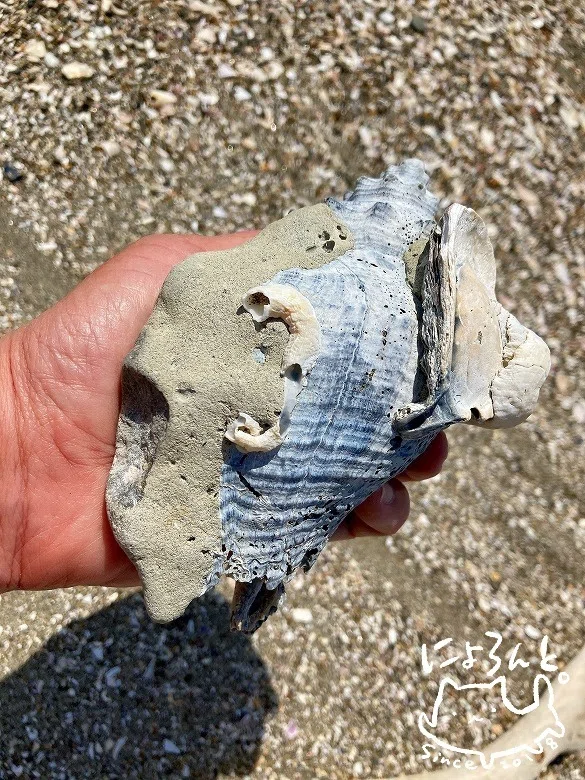 貝化石と陶片とシーグラスと美しすぎる巻き貝と！富津・布引海岸で 