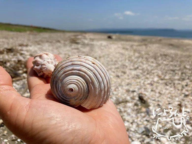 貝化石と陶片とシーグラスと美しすぎる巻き貝と！富津・布引海岸で 