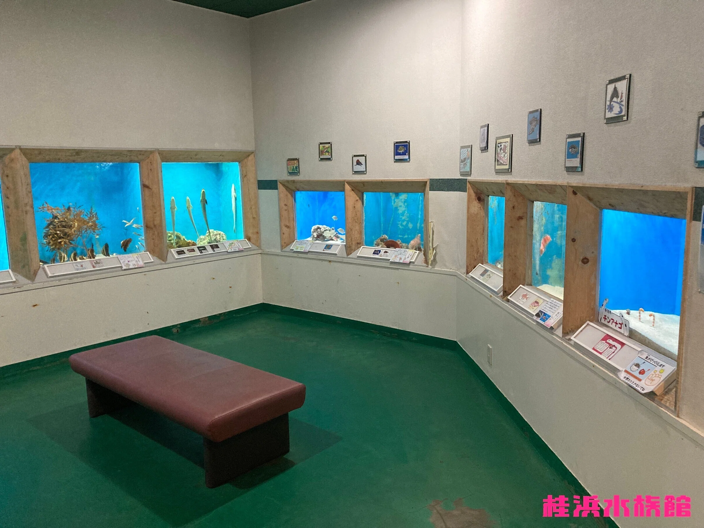 チンアナゴ《展示動物解説》｜桂浜水族館 公式