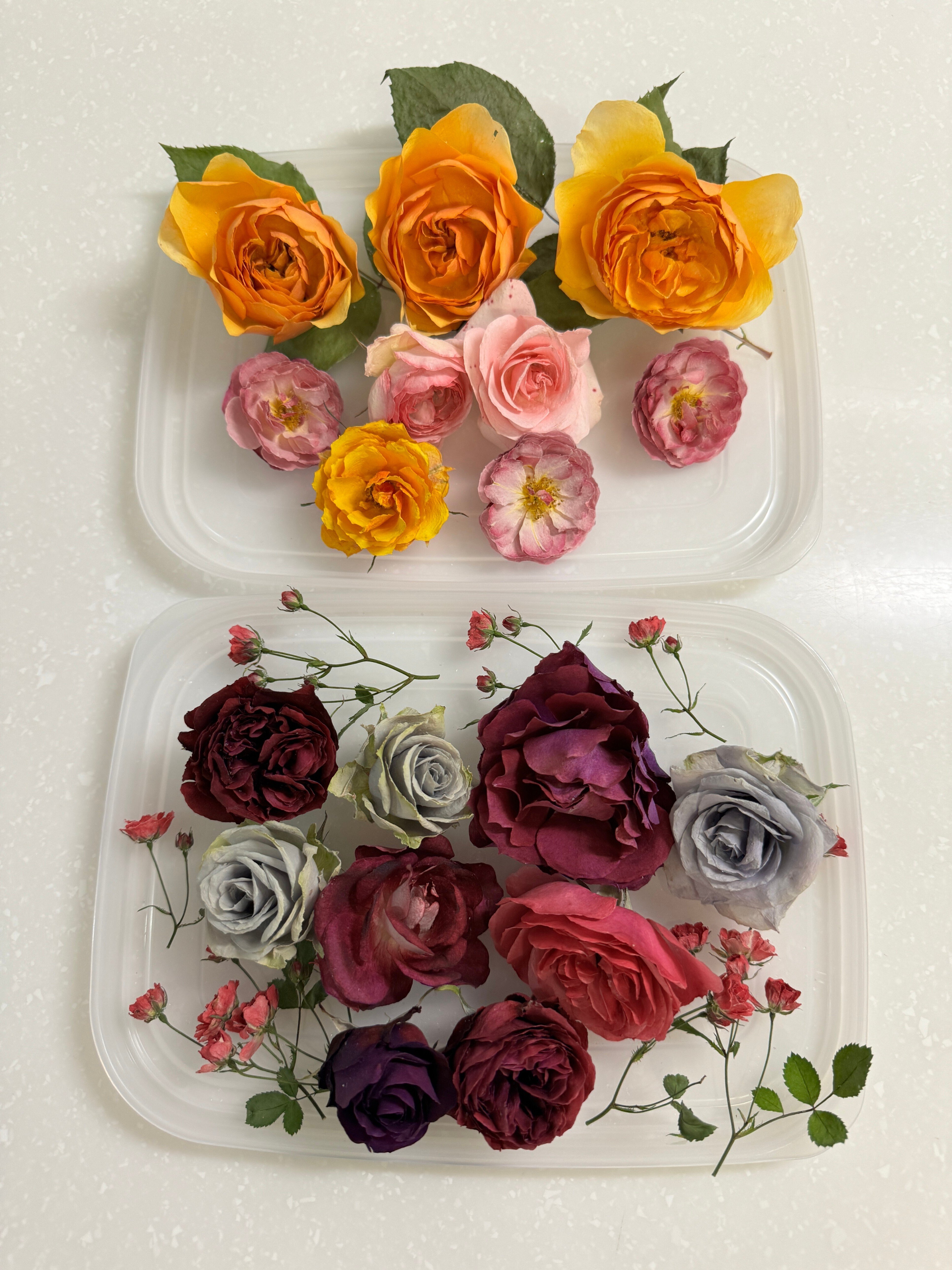 あれから3週間、ドライフラワーのその後🌹｜いでのりこ