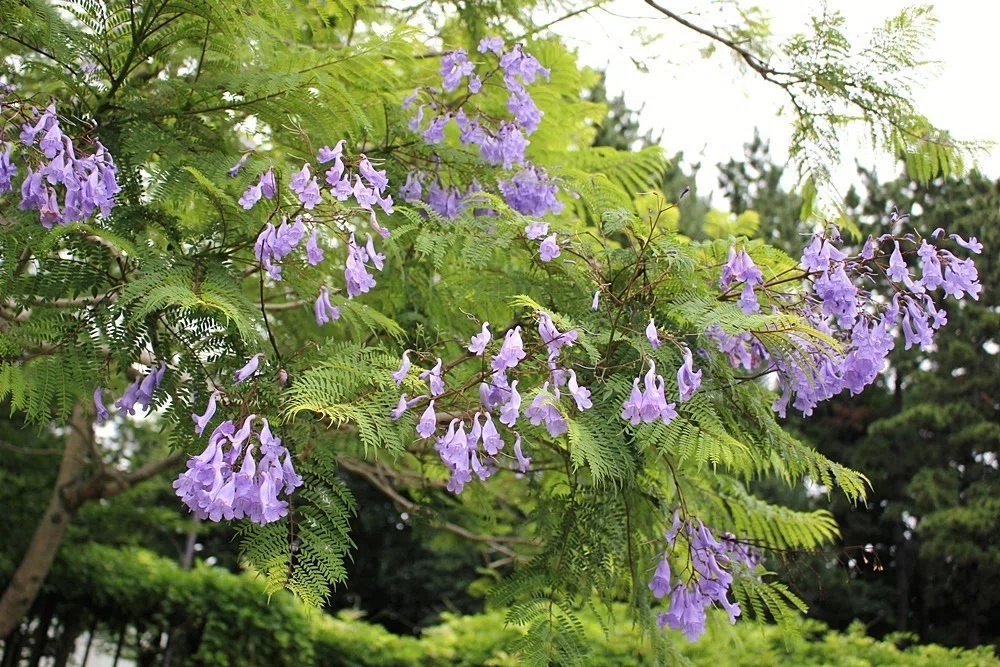 ジャカランダの花咲く街|gingamom