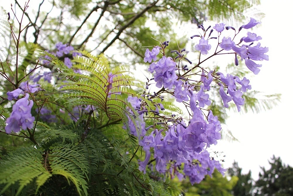 ジャカランダの花咲く街|gingamom