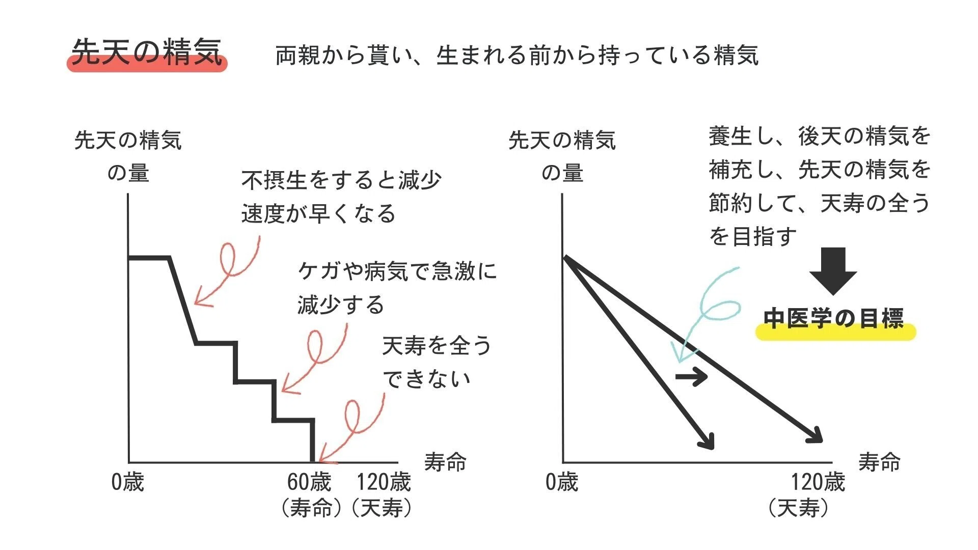 【中医基礎理論 第17講】 – 精気学説が中医学に与えた影響 神を添えて – - 鍼灸cafe