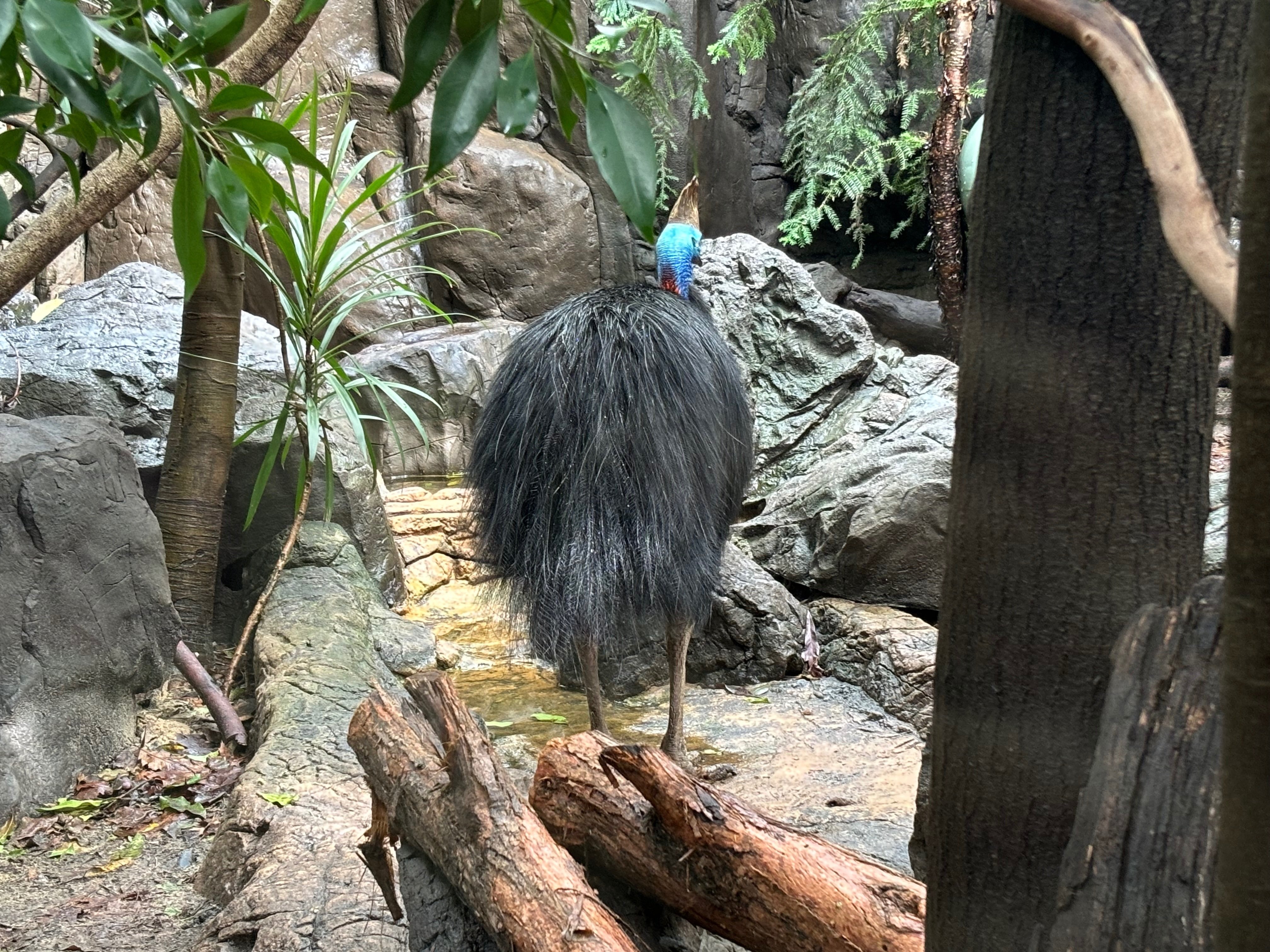 2024年GW海外旅行【オーストラリア🇳🇿シドニー】 6Days滞在記
