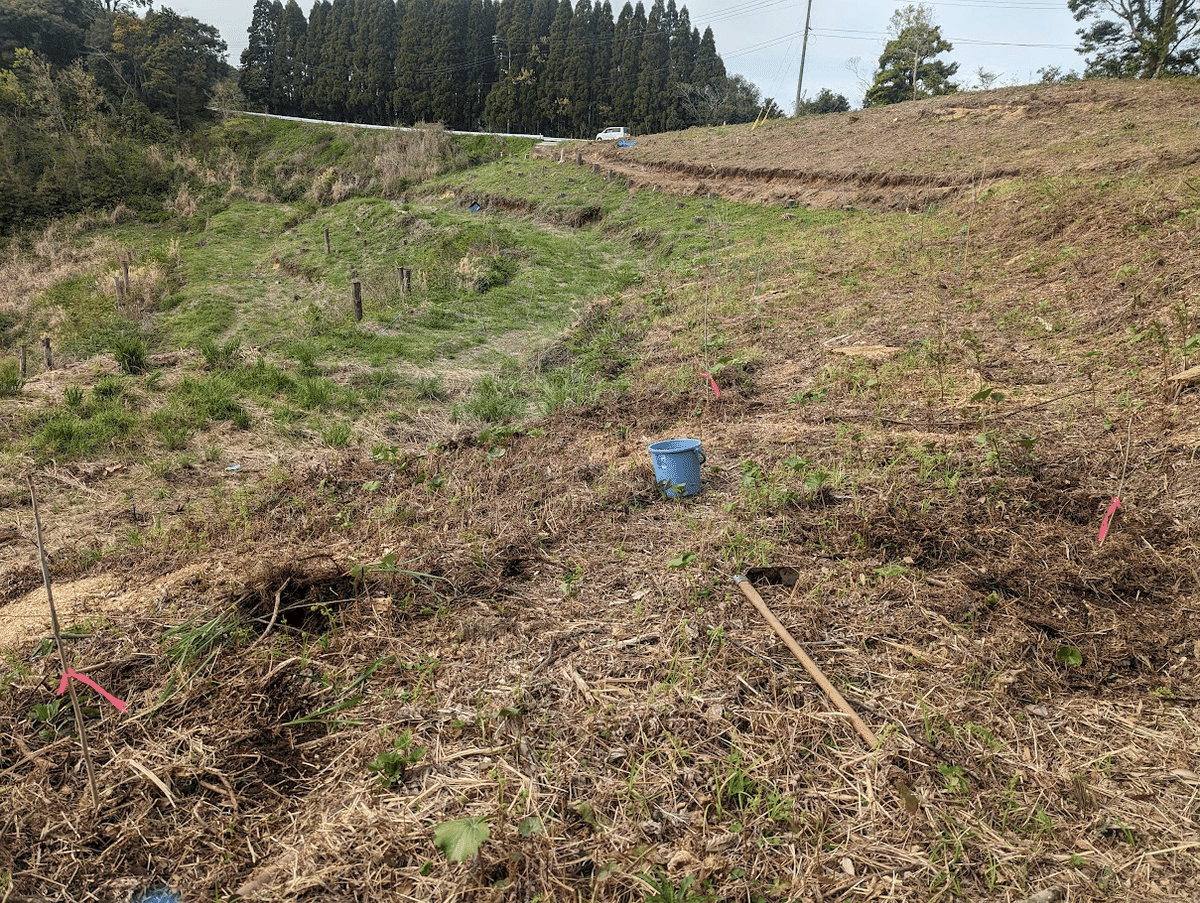 ハゼノキの里山記録⑤ 植樹後のハゼノキの状況・2年目 ハゼノキの里山記録⑤ 植樹後のハゼノキの状況・2年目