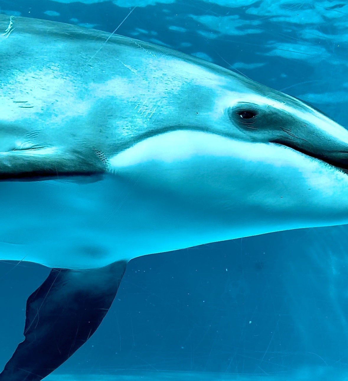 Amazon.co.jp: lilizzhoumax リアルなシャチのぬいぐるみ 深海魚