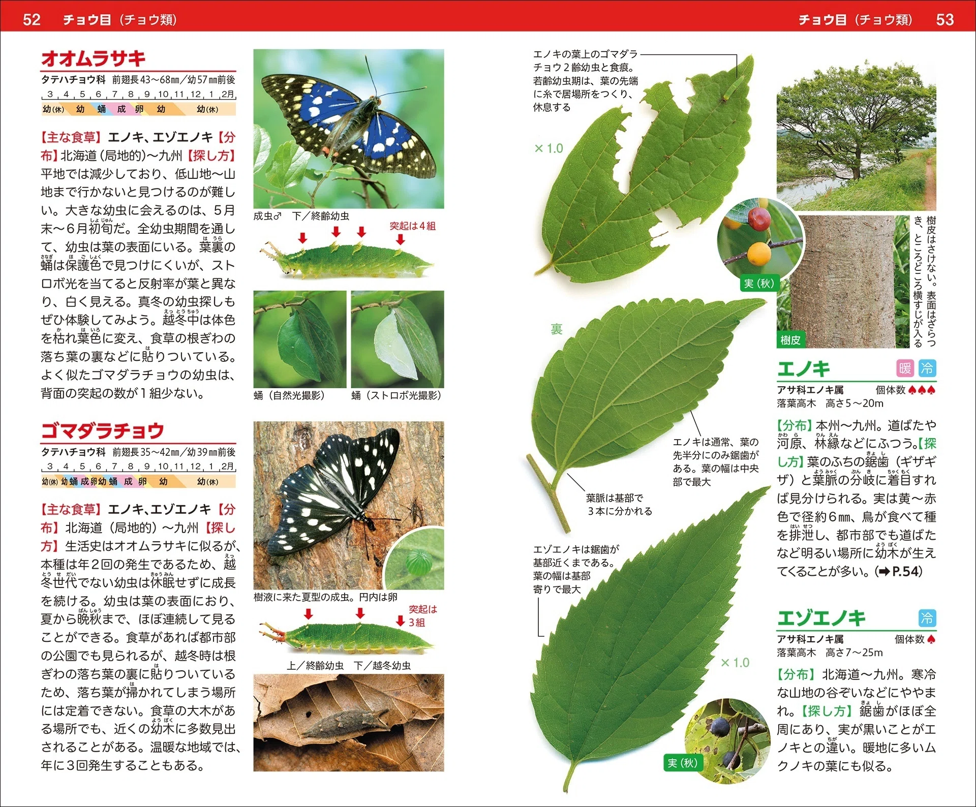 自然観察の楽しさが倍増する二刀流図鑑｜ブンイチ（文一総合出版）