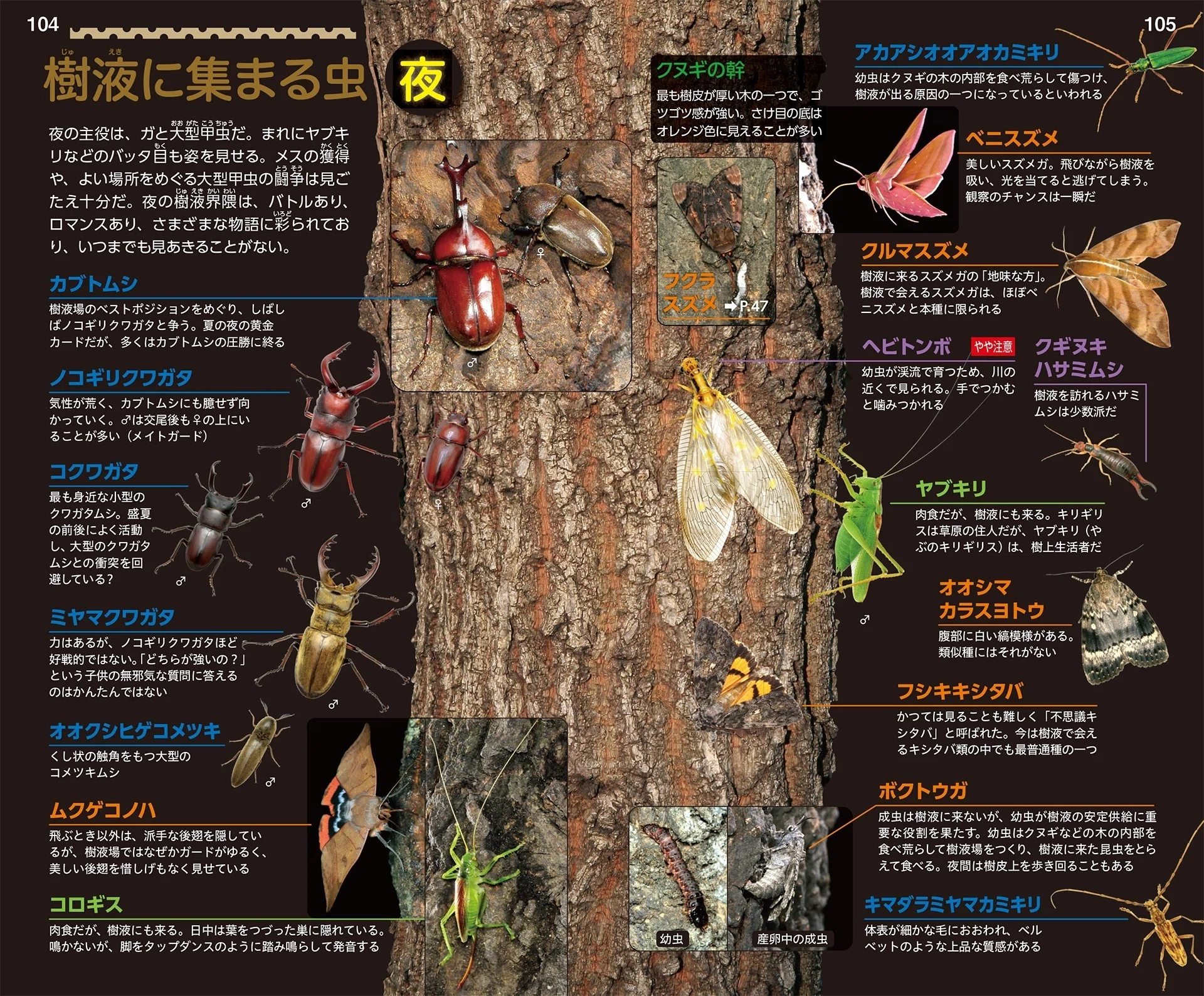自然観察の楽しさが倍増する二刀流図鑑｜ブンイチ（文一総合出版）