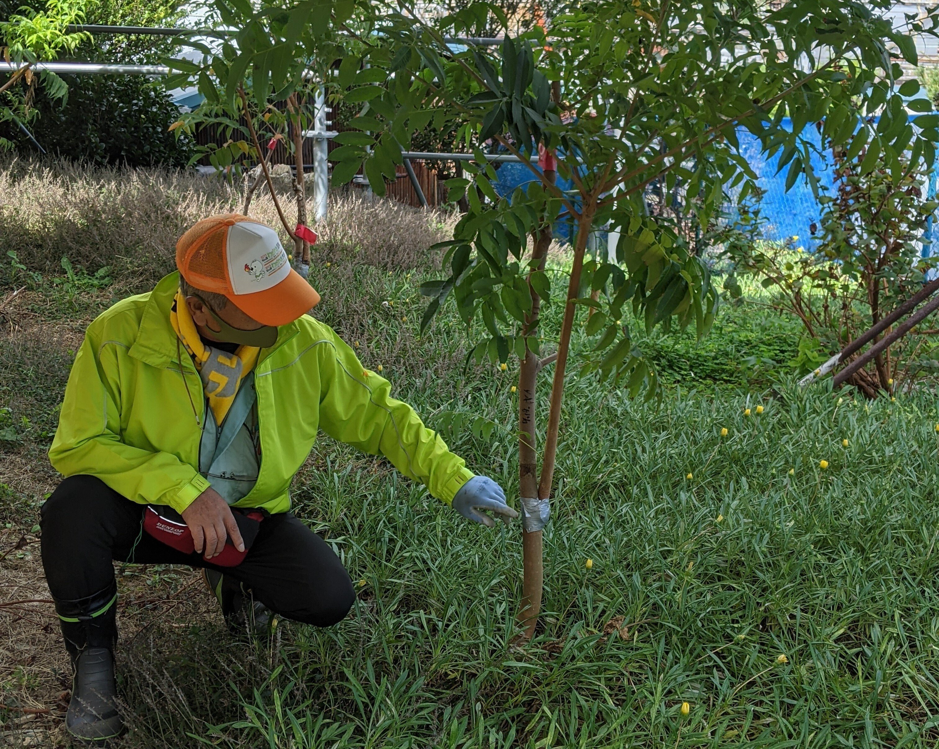 ハゼノキの里山記録⑤ 植樹後のハゼノキの状況・2年目｜ハゼノキめぐる