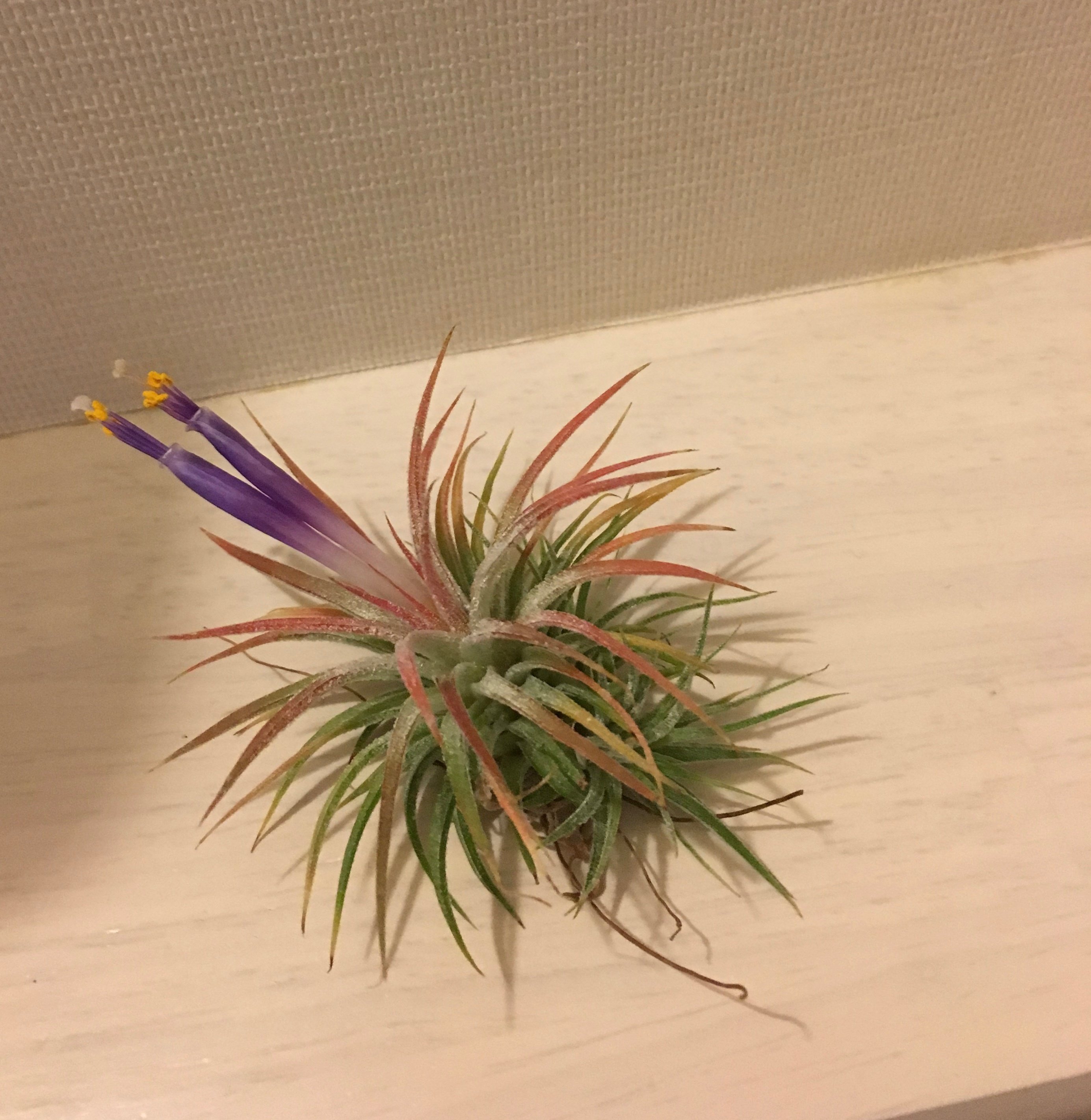 エアプランツの花が咲いた、5年ぶりだよ。｜ホシコ｜余白のある暮らし