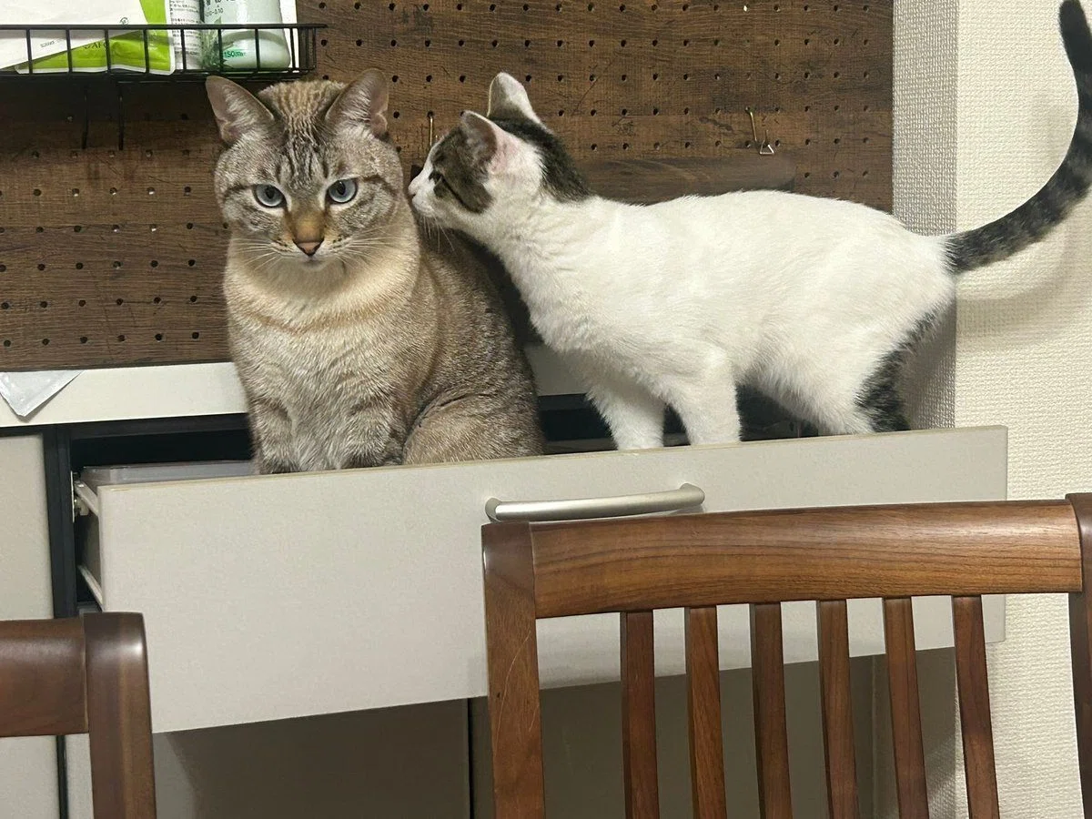引き出しを開けっ放しにしていたのは誰の仕業？後ろにいた2匹の猫