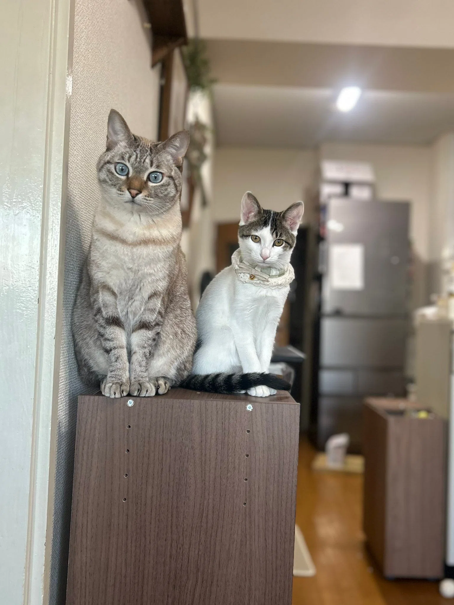 引き出しを開けっ放しにしていたのは誰の仕業？後ろにいた2匹の猫