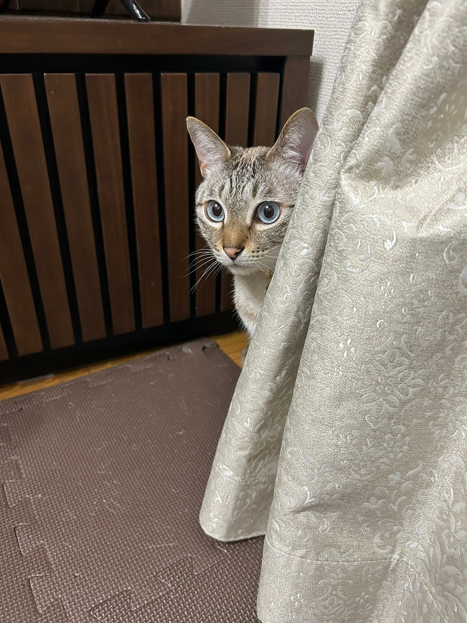 引き出しを開けっ放しにしていたのは誰の仕業？後ろにいた2匹の猫