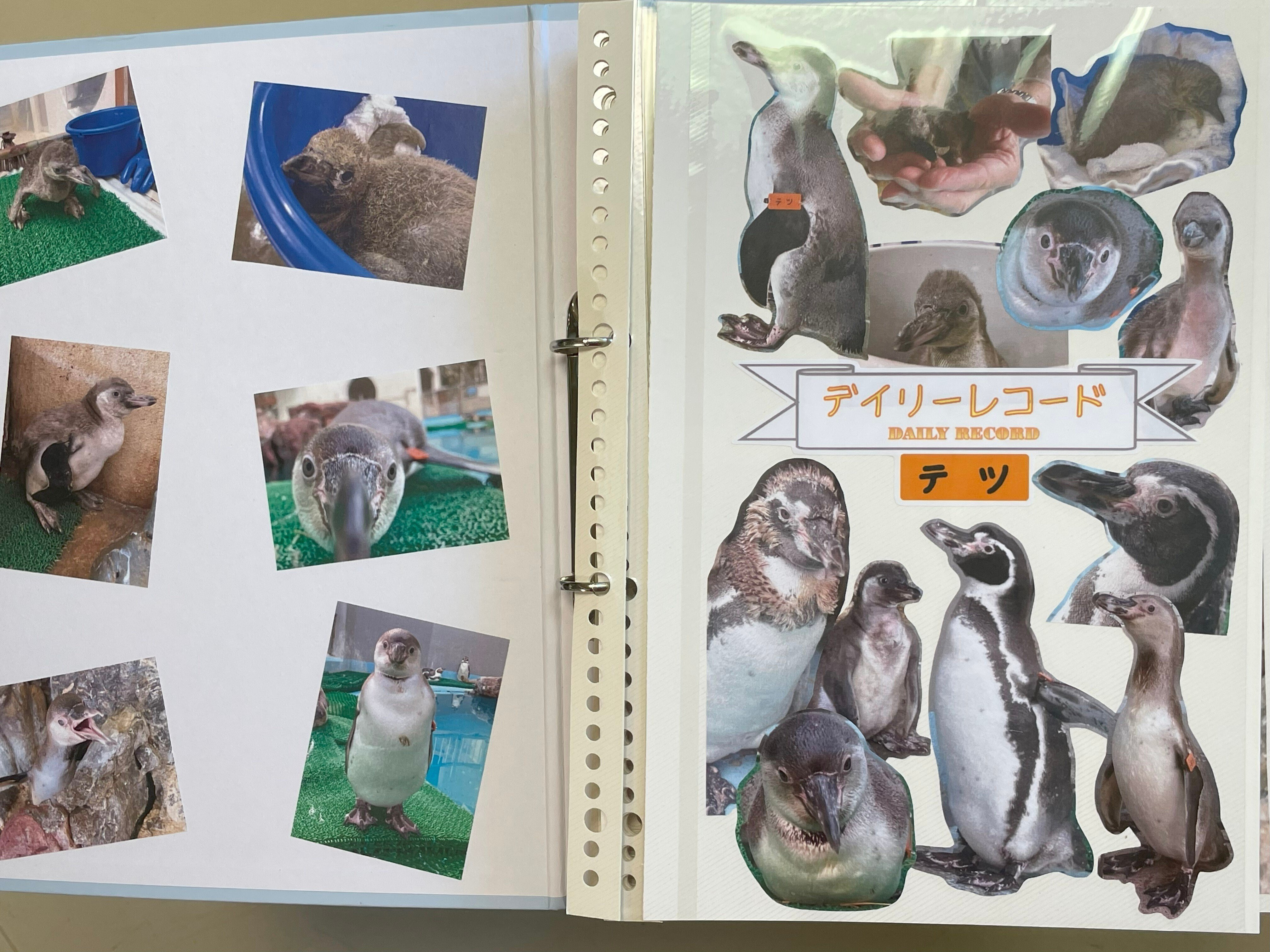 フンボルトペンギンの成長過程｜桂浜水族館 公式