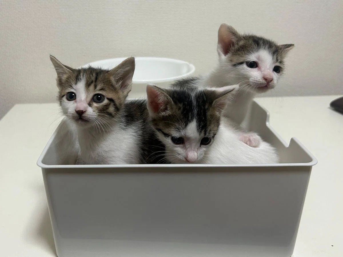 引き出しを開けっ放しにしていたのは誰の仕業？後ろにいた2匹の猫