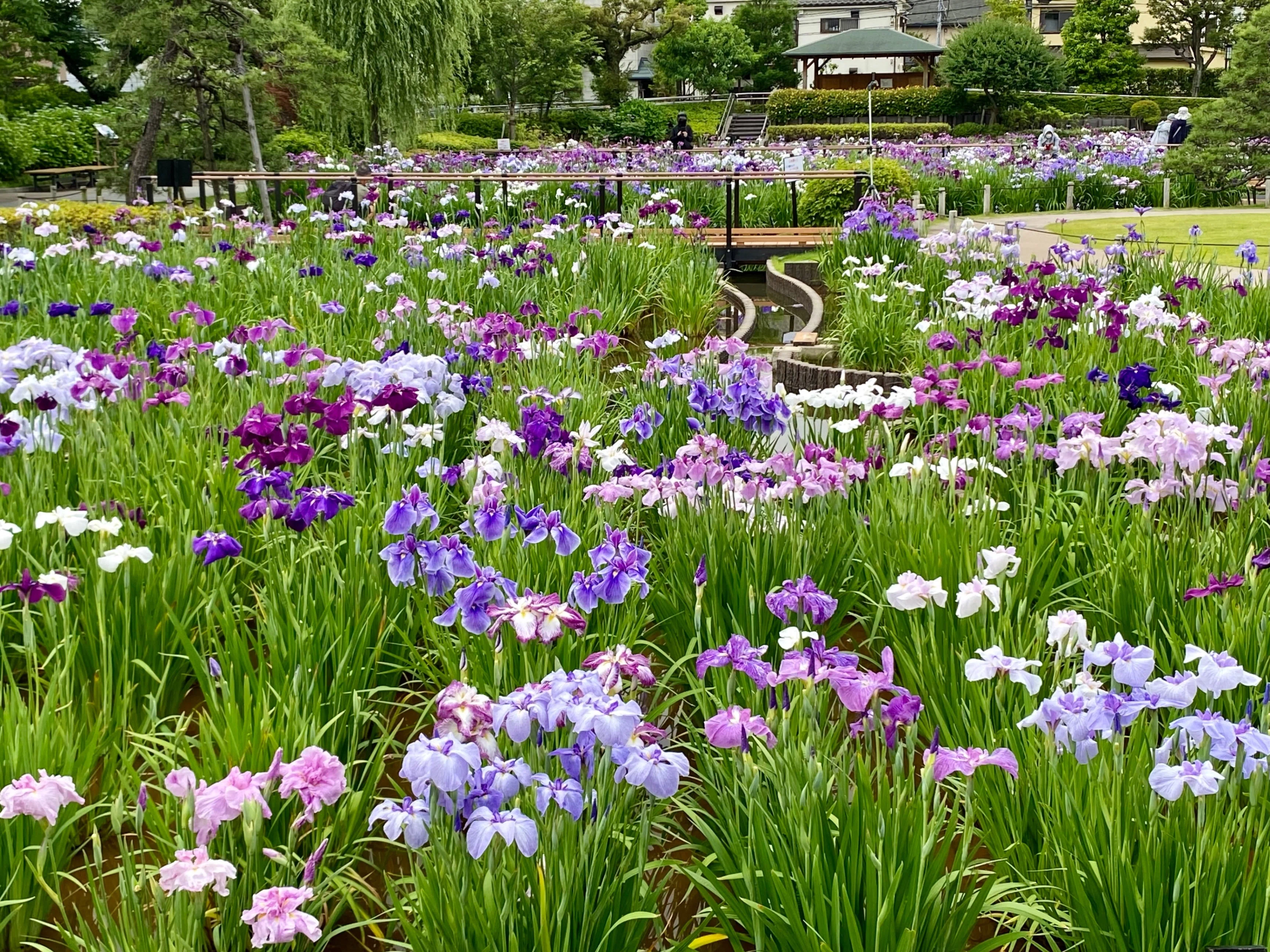 堀切菖蒲園】江戸時代から続く伝統のハナショウブに会える場所｜ほんの