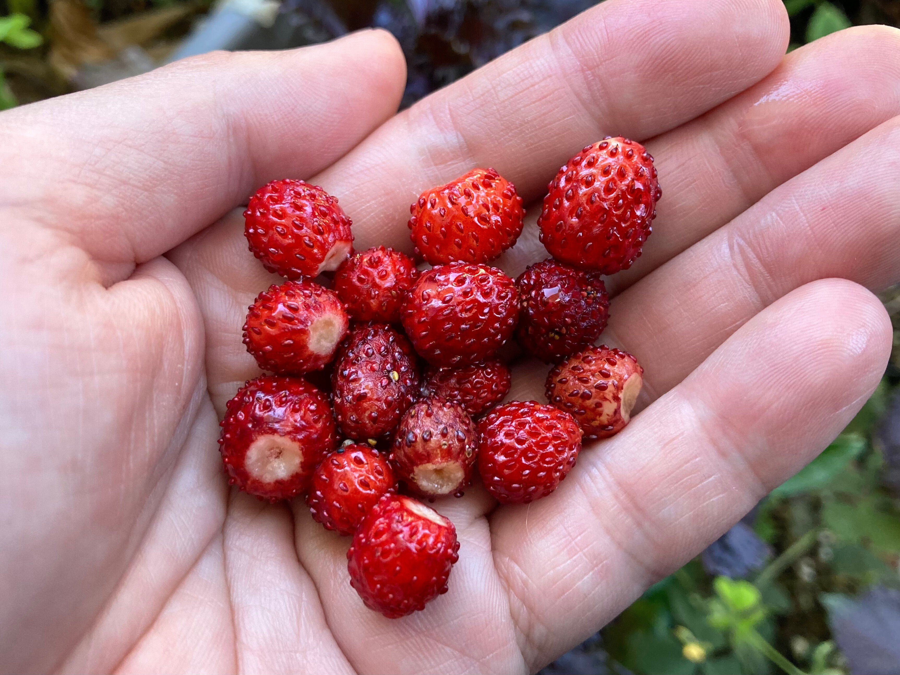 種から始める果樹栽培】番外編：ワイルドストロベリー観察日記｜大森