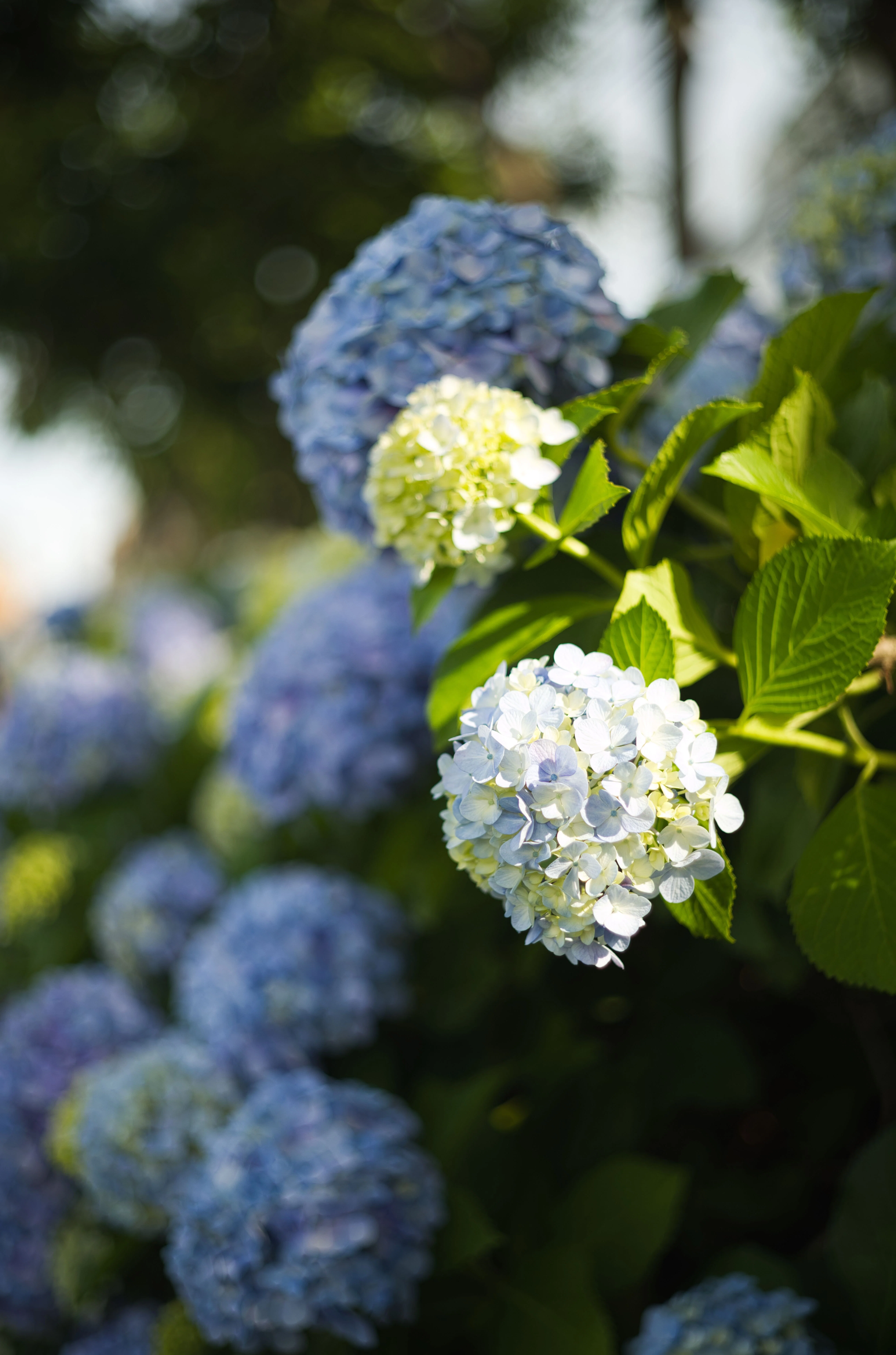 LEICA DR SUMMICRON でF値別に紫陽花撮ってみたよ｜Yoshimin📸(ライカ