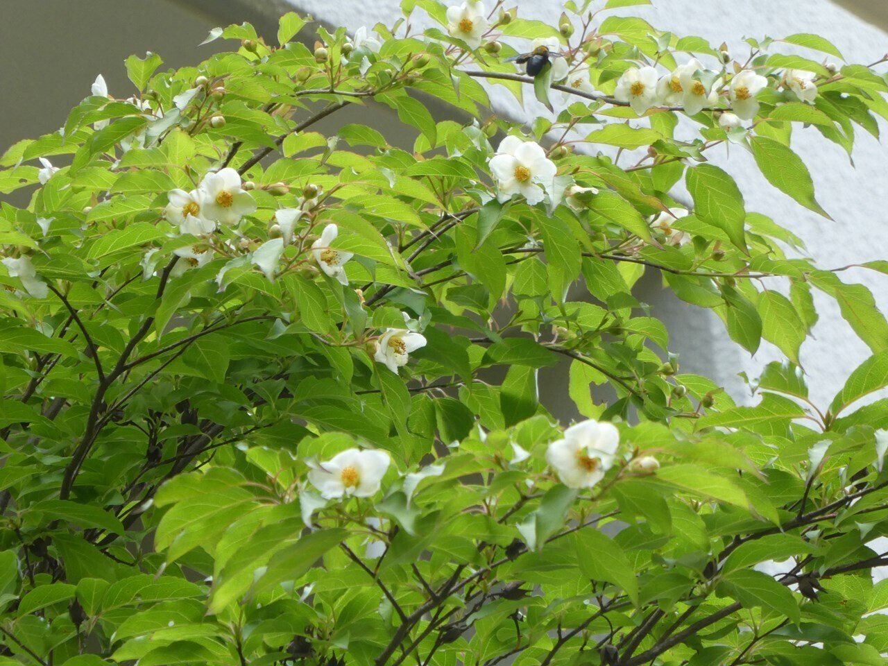 沙羅双樹の花の色｜画像生成と会話するAIの魅力と可能性