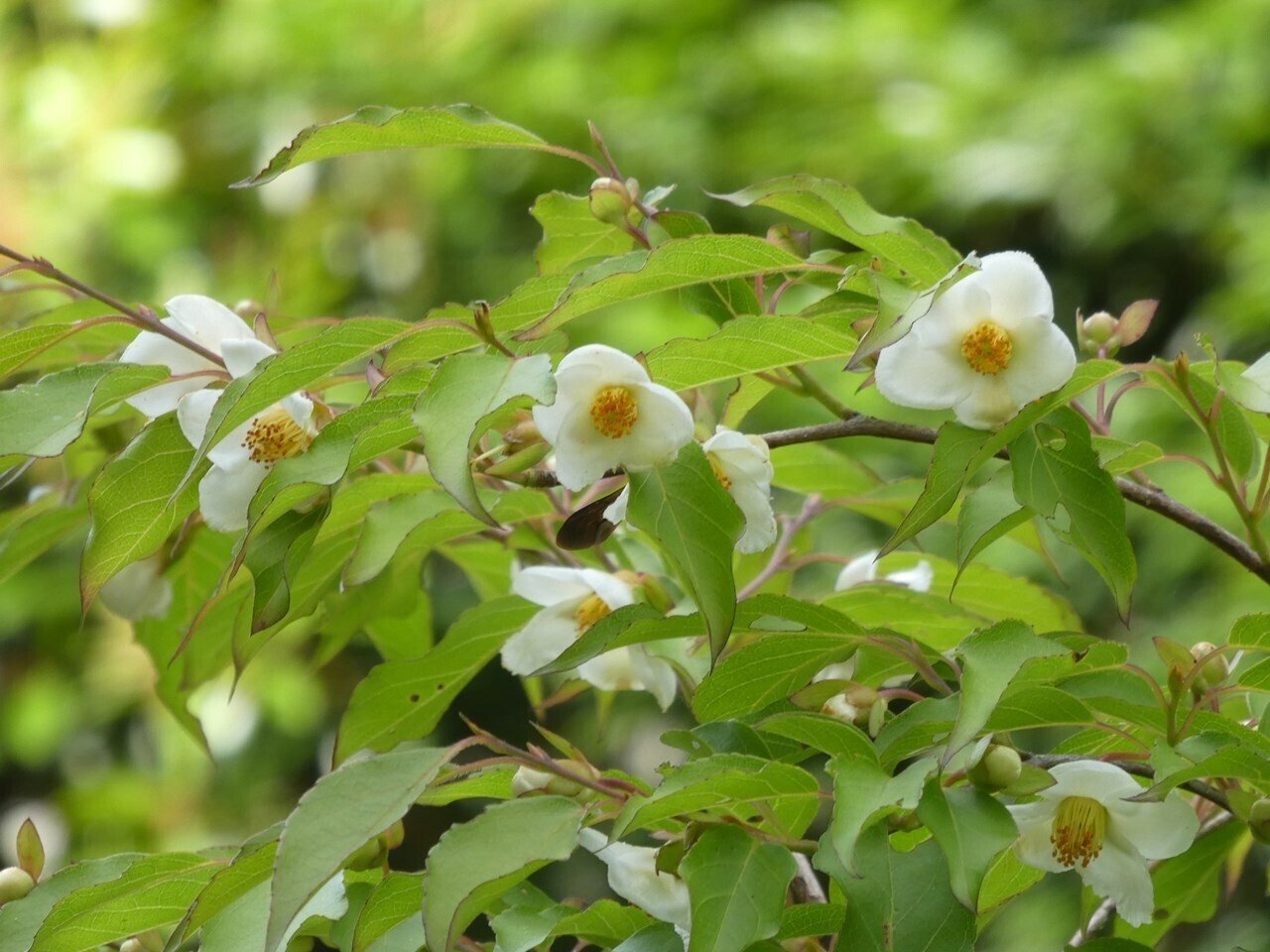 レビュー高評価アイテム特集｜ファッション通販 沙羅双樹の花の色｜画像生成と会話するAIの魅力と可能性 ポケモンカードゲーム