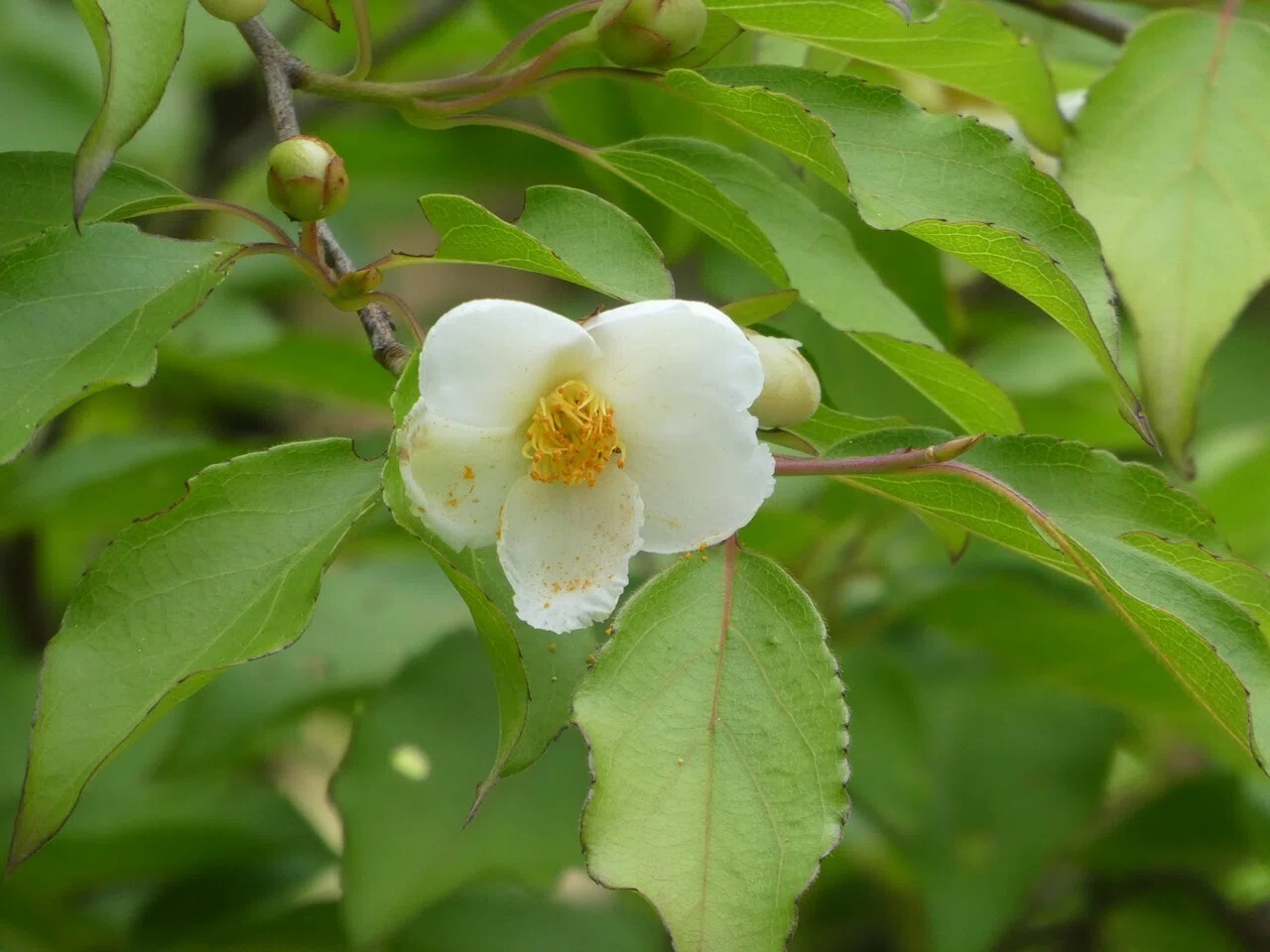 沙羅双樹の花の色｜画像生成と会話するAIの魅力と可能性