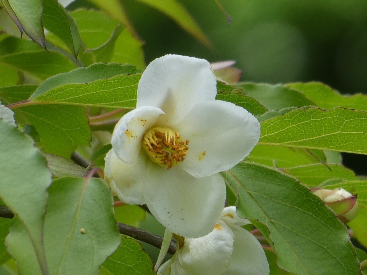 沙羅双樹の花の色｜画像生成と会話するAIの魅力と可能性