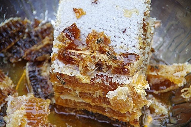 ニホンミツバチ巣ごと丸ごと！