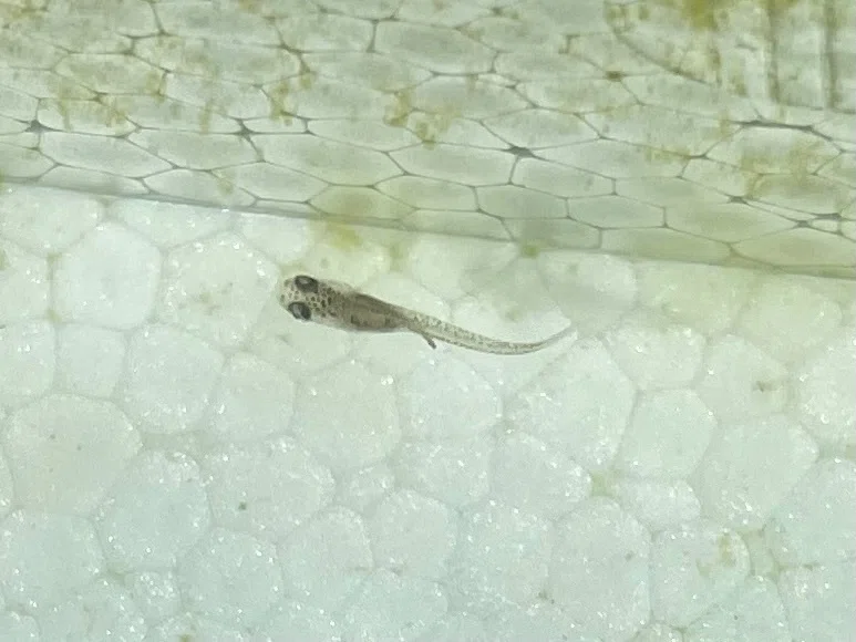 突如消えたメダカの卵の行方と、最新の稚魚状況|メダたん