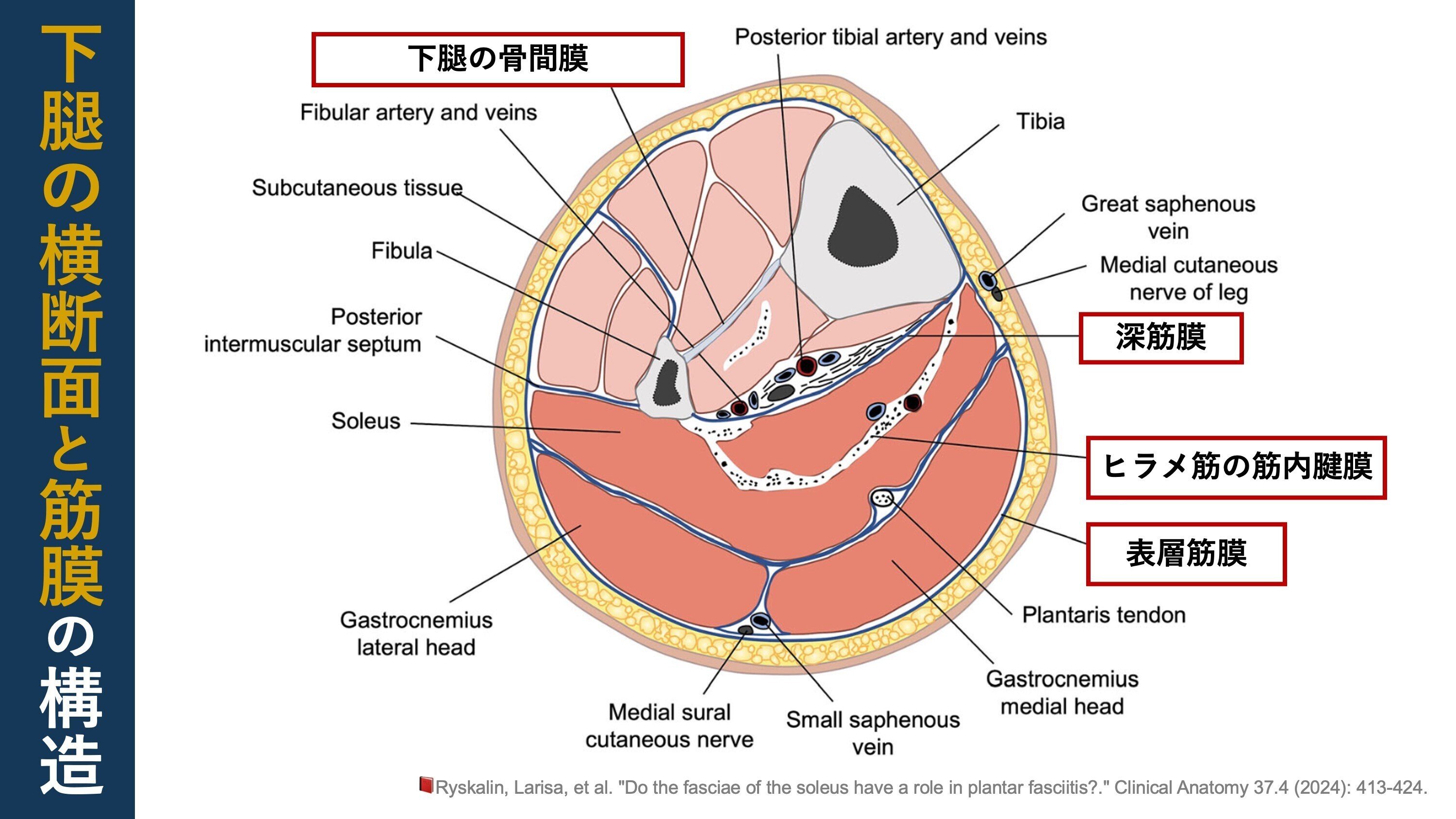 足底腱膜と下腿筋膜。解剖学的構造を示す3つの図｜Super Human