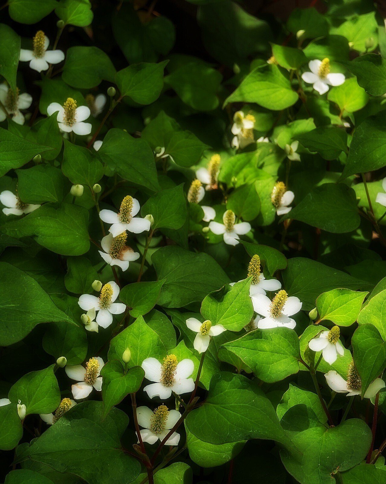 ドクダミの草原に遊ぶ｜annon