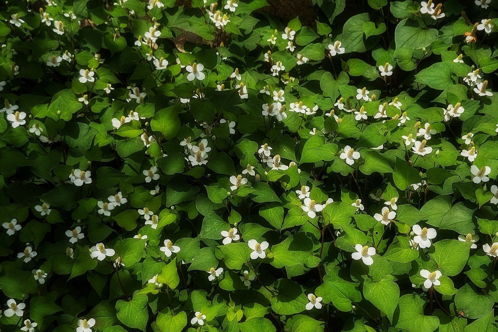 ドクダミの草原に遊ぶ｜annon