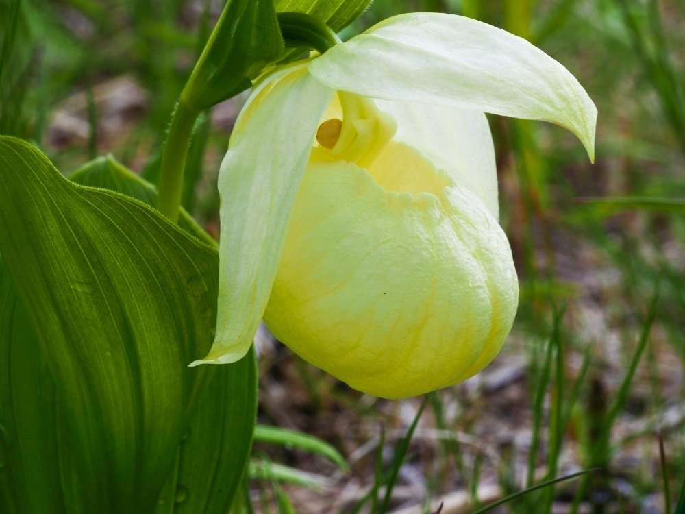 山野草 礼文アツモリソウ（C5） 礼文島のレブンアツモリソウ高山植物！花の島へフェリーで - 四季