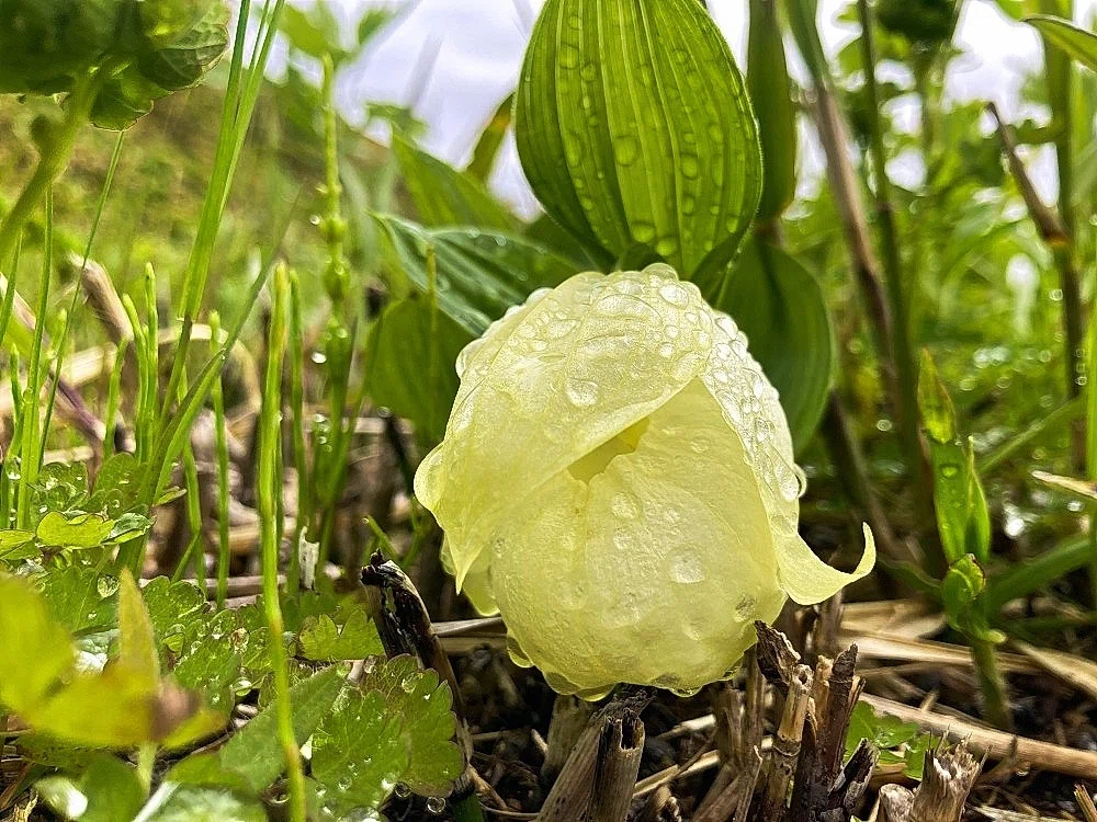 2024年5月29日 礼文島の花、レブンアツモリソウ｜栗コロッケ