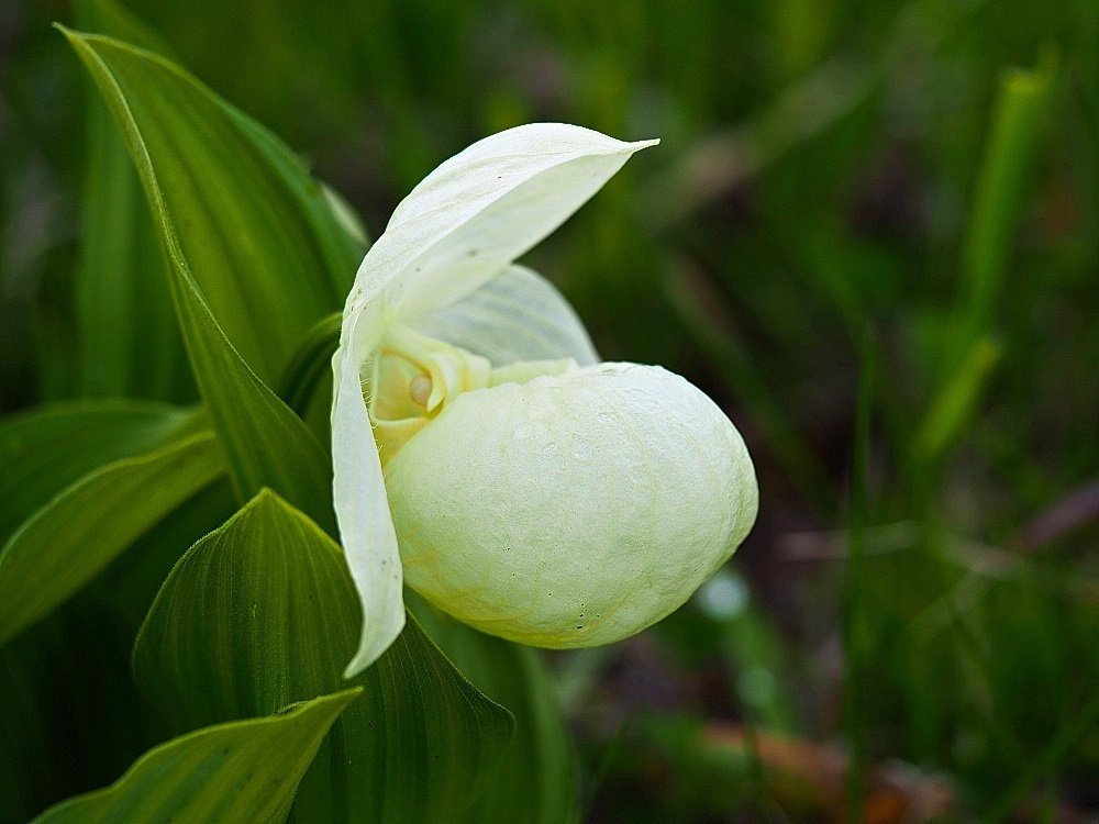 2024年5月29日 礼文島の花、レブンアツモリソウ|栗コロッケ 2024年5月29日 礼文島の花、レブンアツモリソウ|栗コロッケ