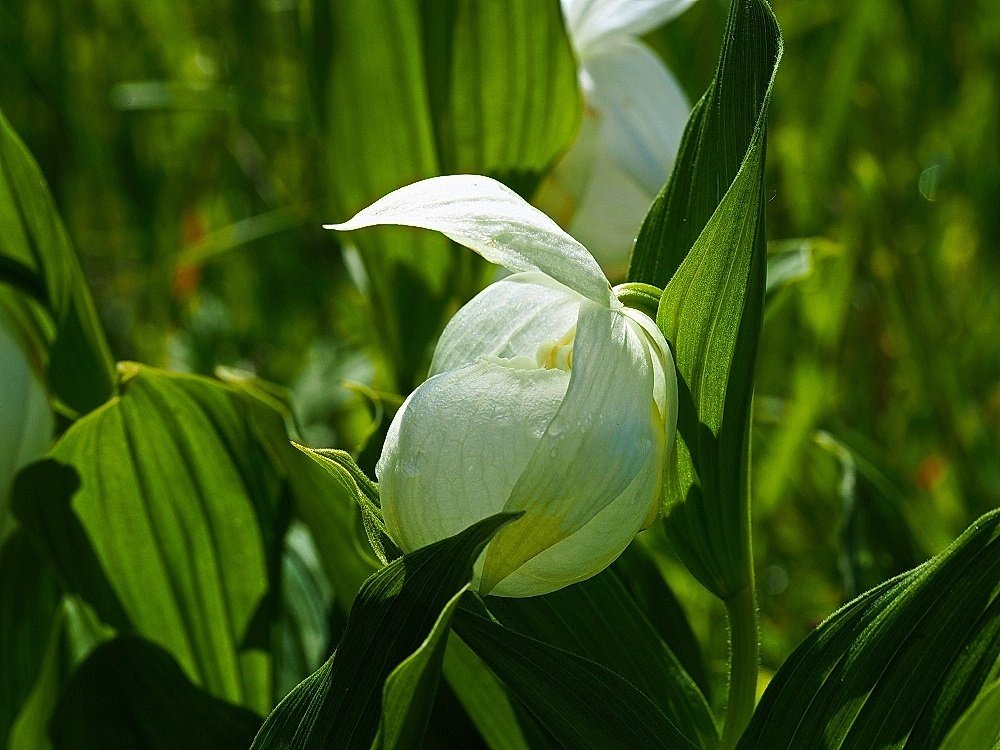 2024年5月29日 礼文島の花、レブンアツモリソウ｜栗コロッケ
