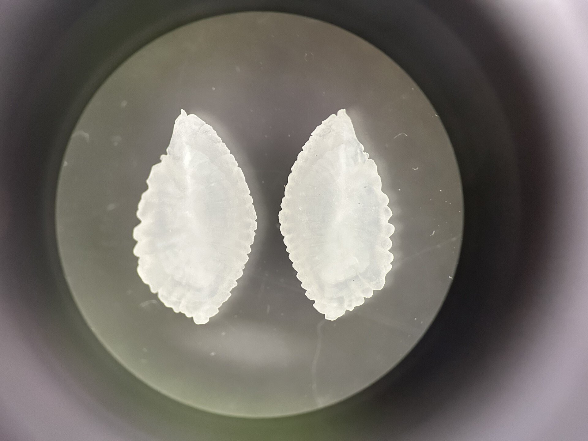 いろいろ赤裸々 耳の石｜仙台うみの杜水族館