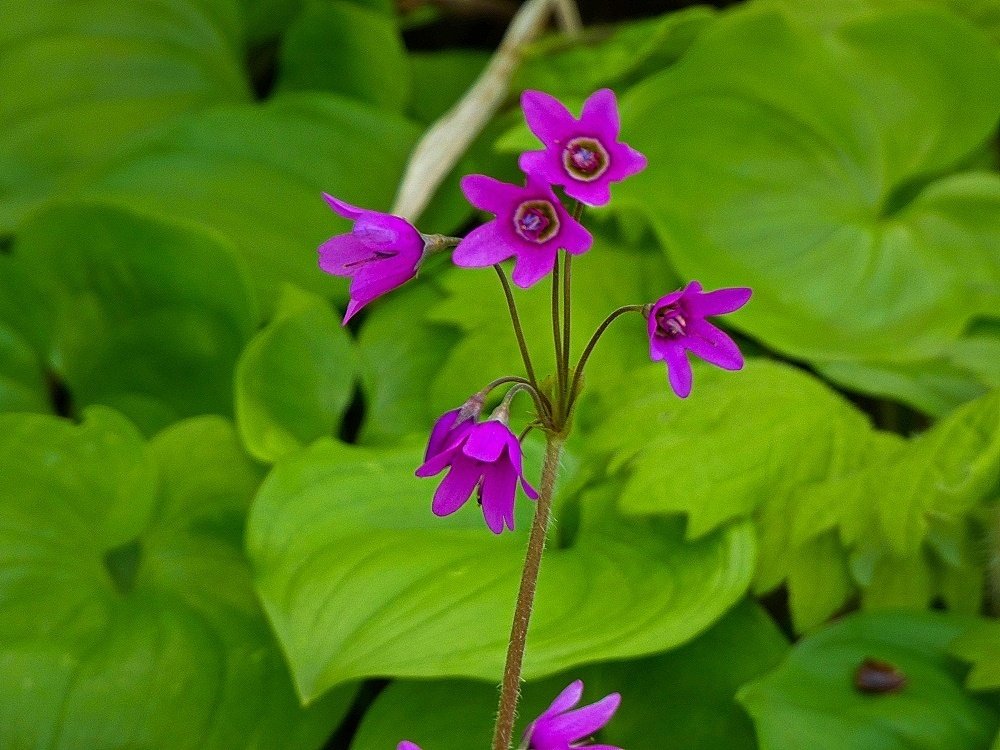 2024年5月 礼文島で見たその他の花｜栗コロッケ