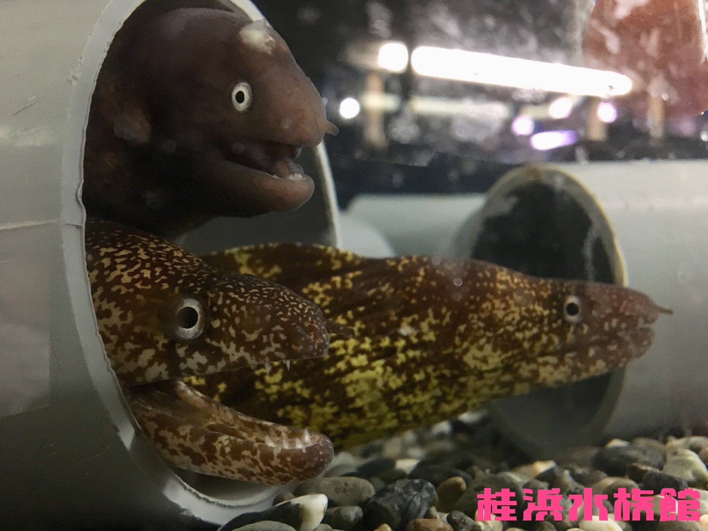 サビウツボ《展示動物解説》｜桂浜水族館 公式