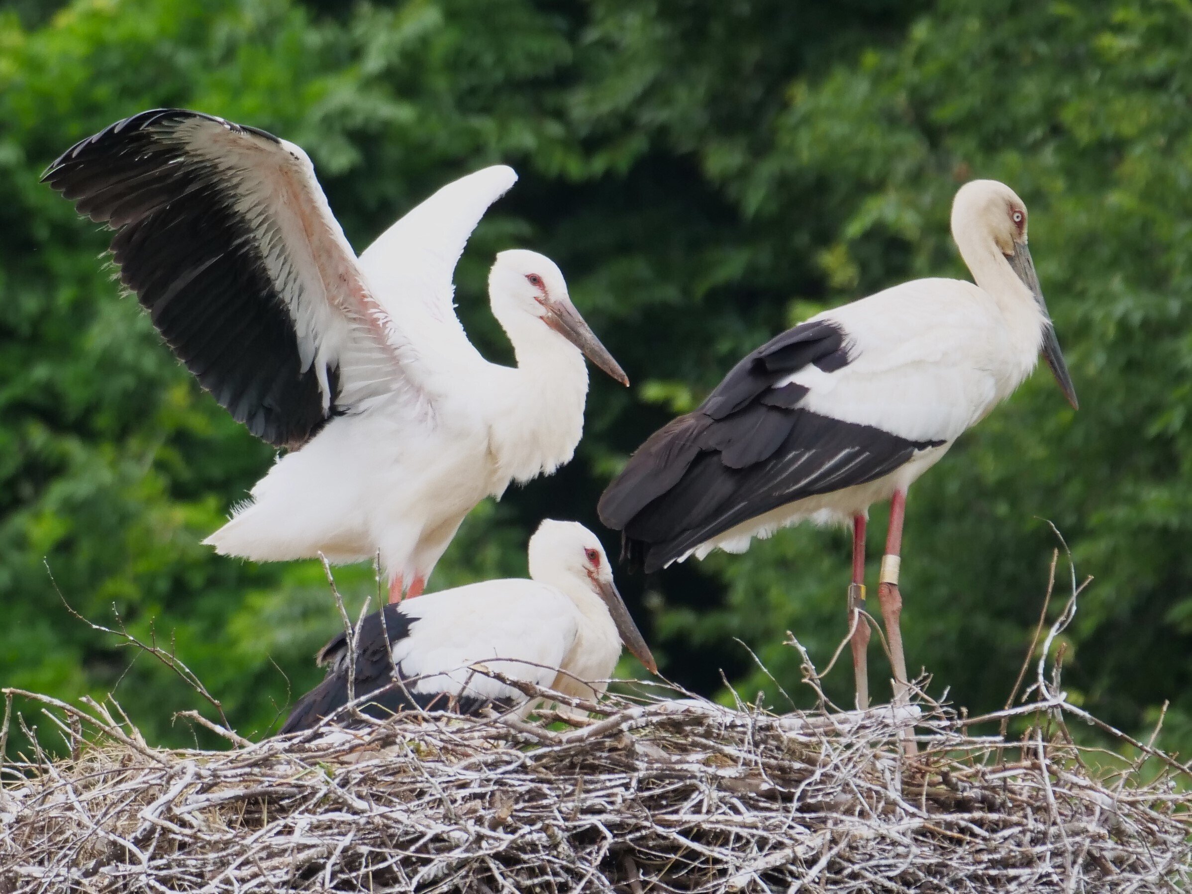 野鳥が好きです！＃123「コウノトリの幼鳥！復活です」｜take 🎸全ての