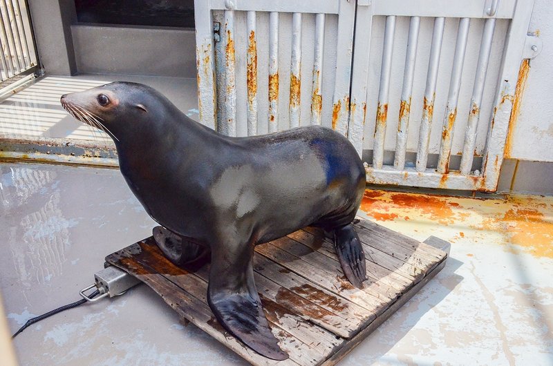 『新潟市水族館 マリンピア日本海』で体重測定をするアシカのコウスケ
