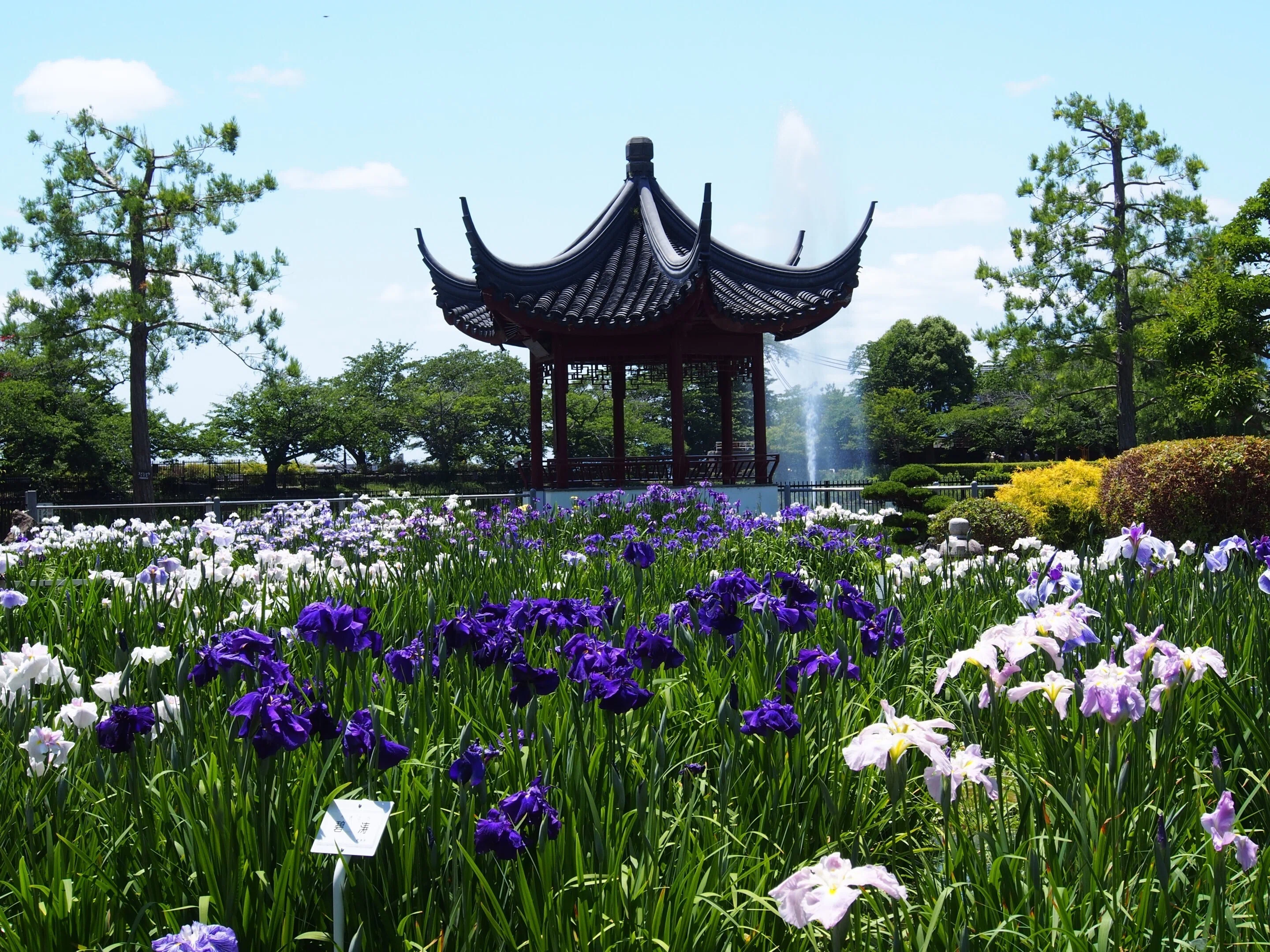 池田市 水月公園2024年6月5日【花しょうぶ】｜レタス