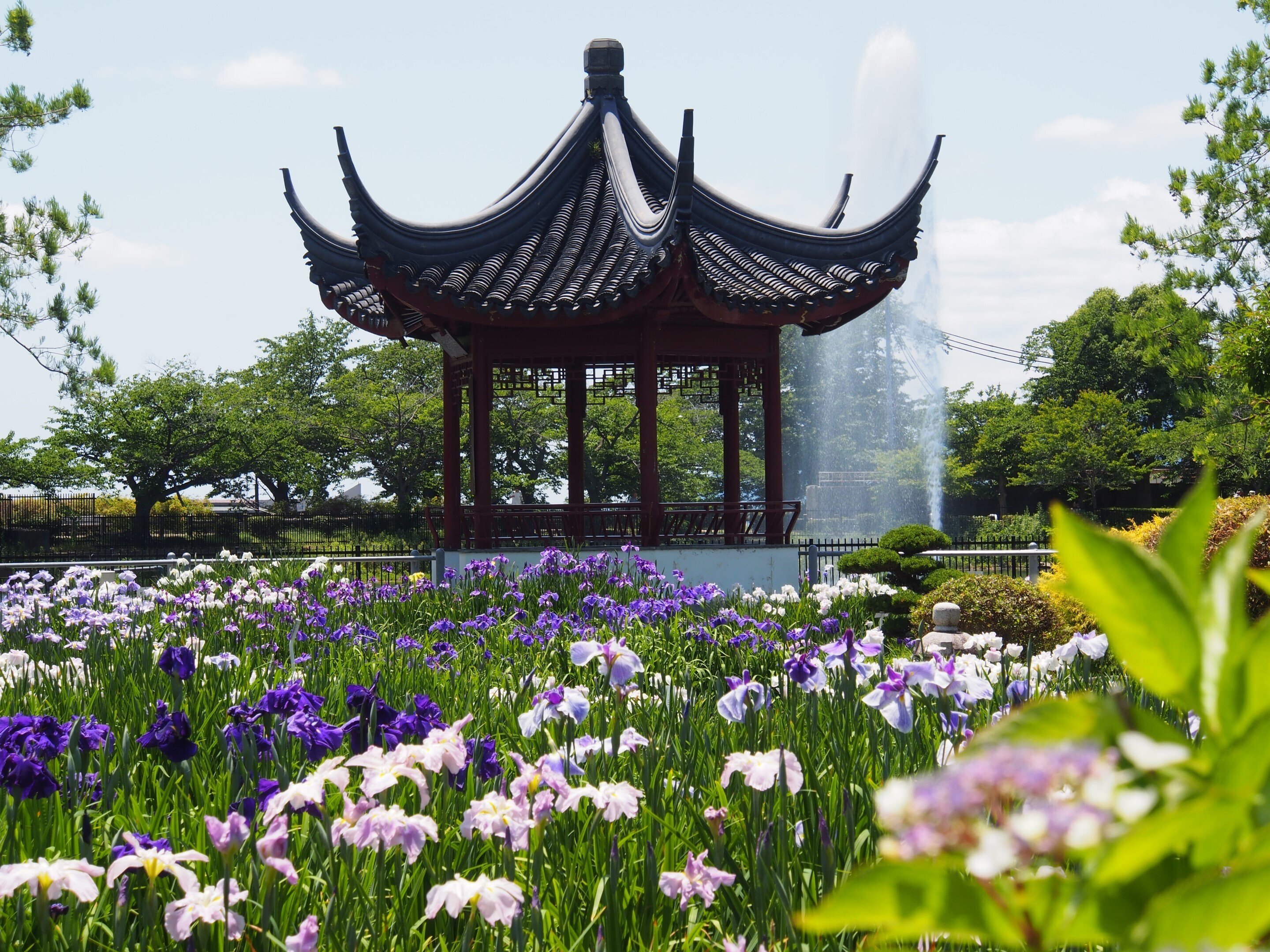 池田市 水月公園2024年6月5日【花しょうぶ】｜レタス