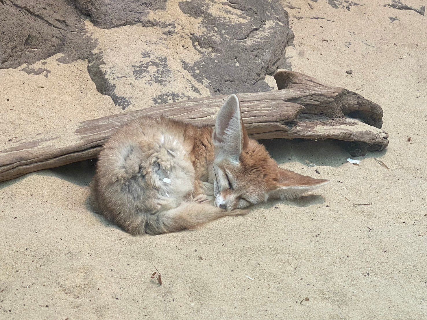 NYブロンクス動物園レポ～無料で入場する方法も～｜なみお@NY在住