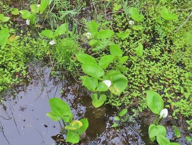 釧路湿原で見た植物｜waiwai
