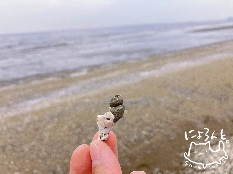 方解石化した貝化石を発見！両面ありの二枚貝の貝化石もいっぱい！幕張 