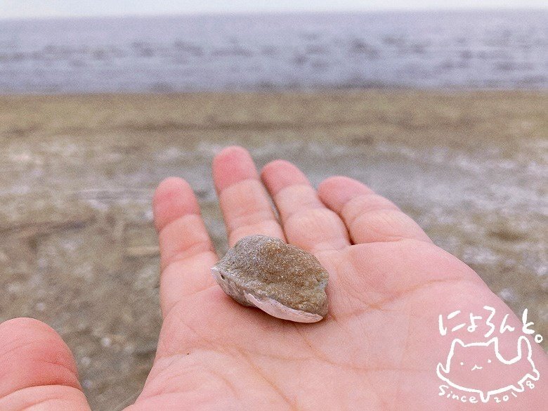 貝殻です。質問してください。 Amazon.co.jp: 【貝殻の問屋さん】貝殻セット （Sサイズ）「ヤドカリの