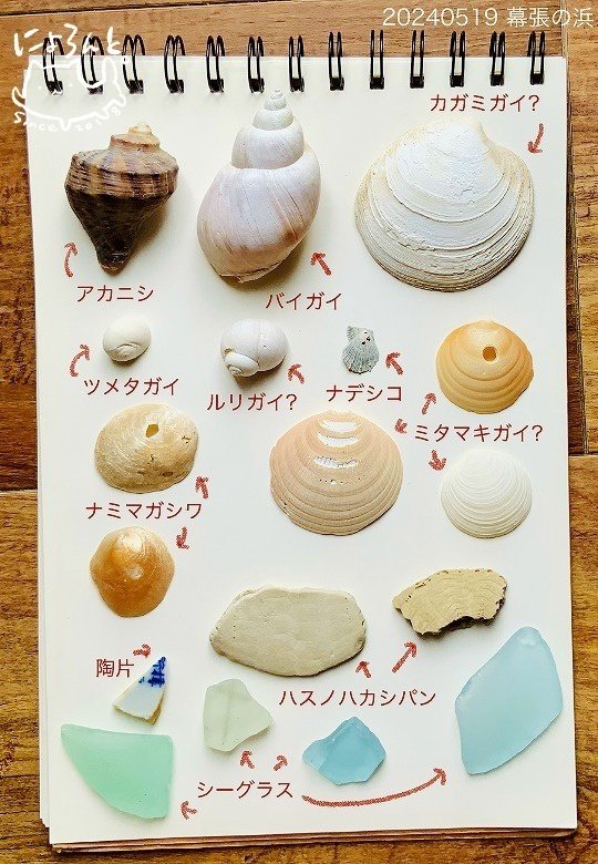 方解石化した貝化石を発見！両面ありの二枚貝の貝化石もいっぱい！幕張