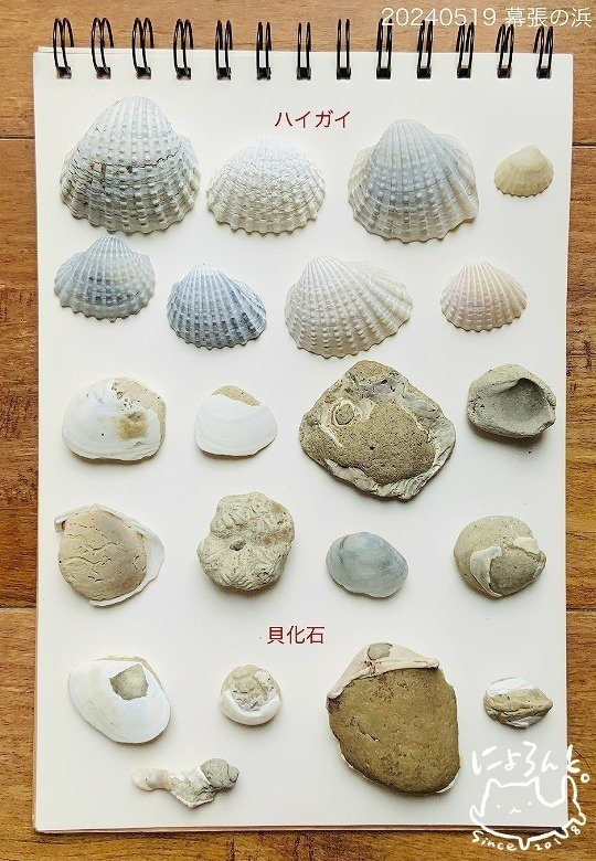 貝 化石 鉱物・化石アルバム（化石編）