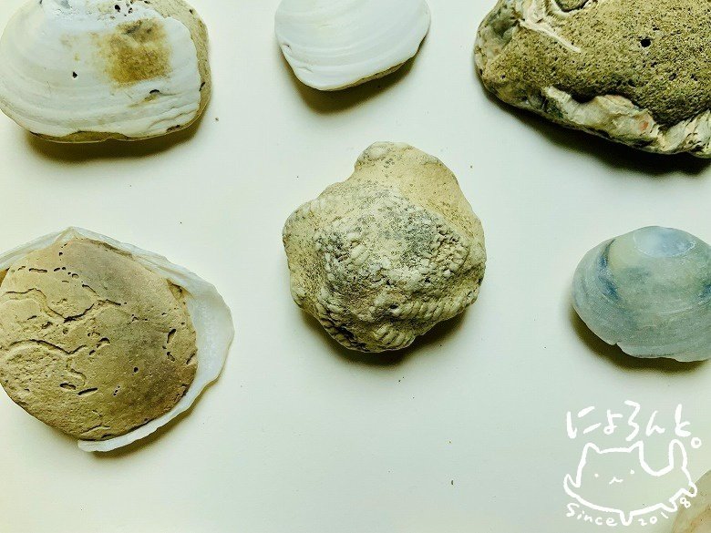 中身が結晶化した貝の化石 方解石化した貝化石を発見！両面ありの二枚貝の貝化石もいっぱい！幕張