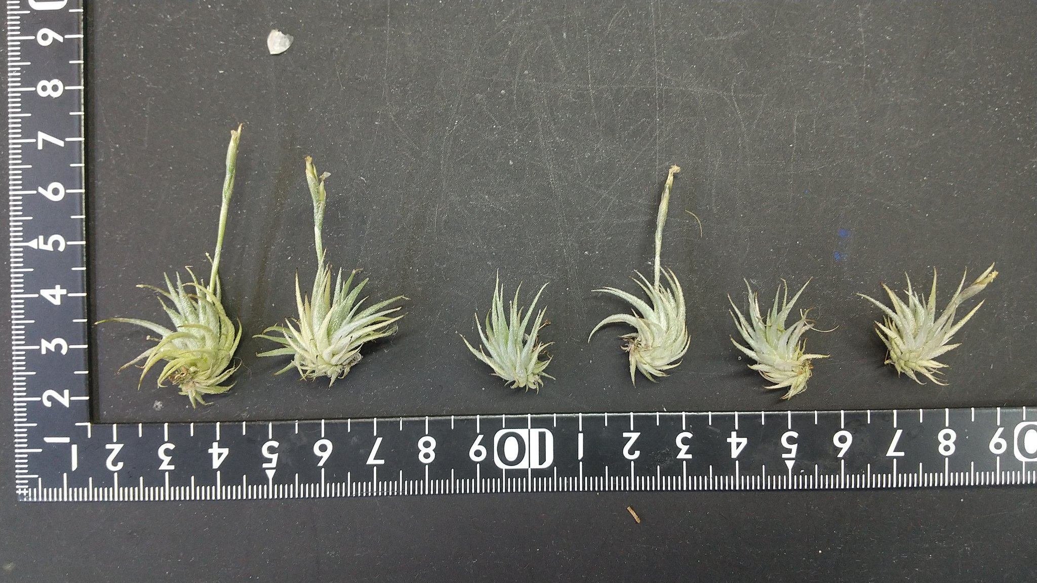 チランジア入荷リスト6/4｜NatureGarden🌿神田